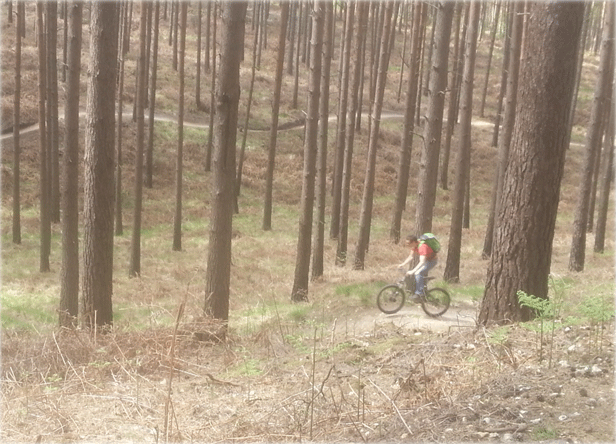 Mountain biker in Surrey woods